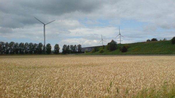 een veld met tarwe, daarachter groene bomen links en een weiland rechts. Aan de horizon staan windmolens.